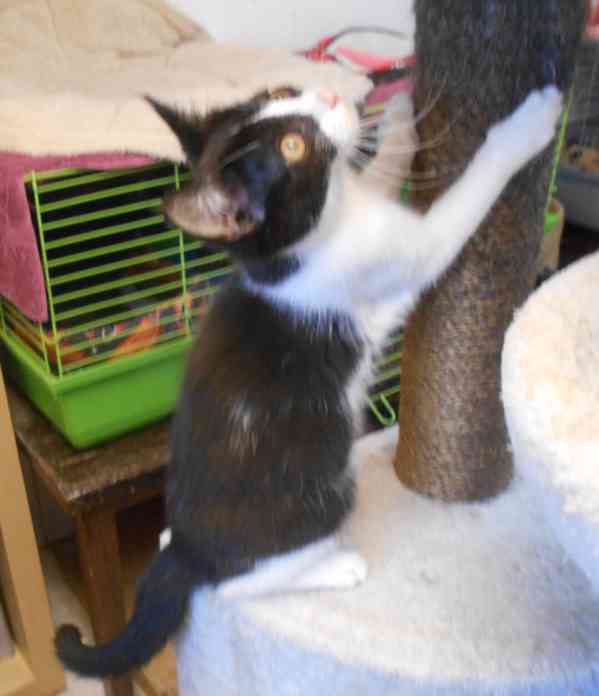 Bíločerná 4,5měsíční Amálka, čilá, hravá, veselá  - foto 6