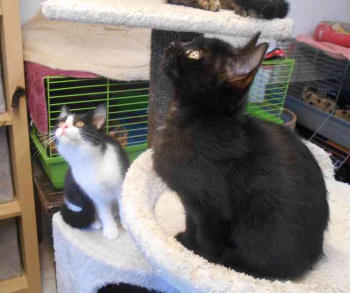 Bíločerná 4,5měsíční Amálka, čilá, hravá, veselá  - foto 8