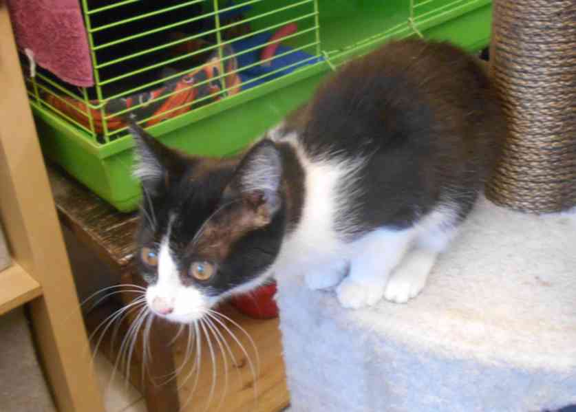 Bíločerná 4,5měsíční Amálka, čilá, hravá, veselá  - foto 12