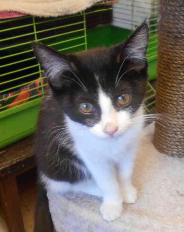 Bíločerná 4,5měsíční Amálka, čilá, hravá, veselá  - foto 9