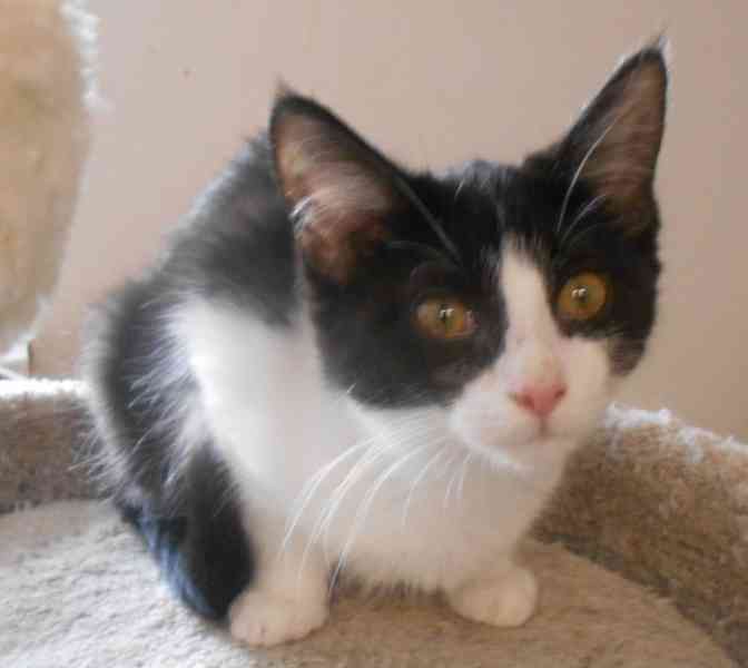 Bíločerná 4,5měsíční Amálka, čilá, hravá, veselá  - foto 1