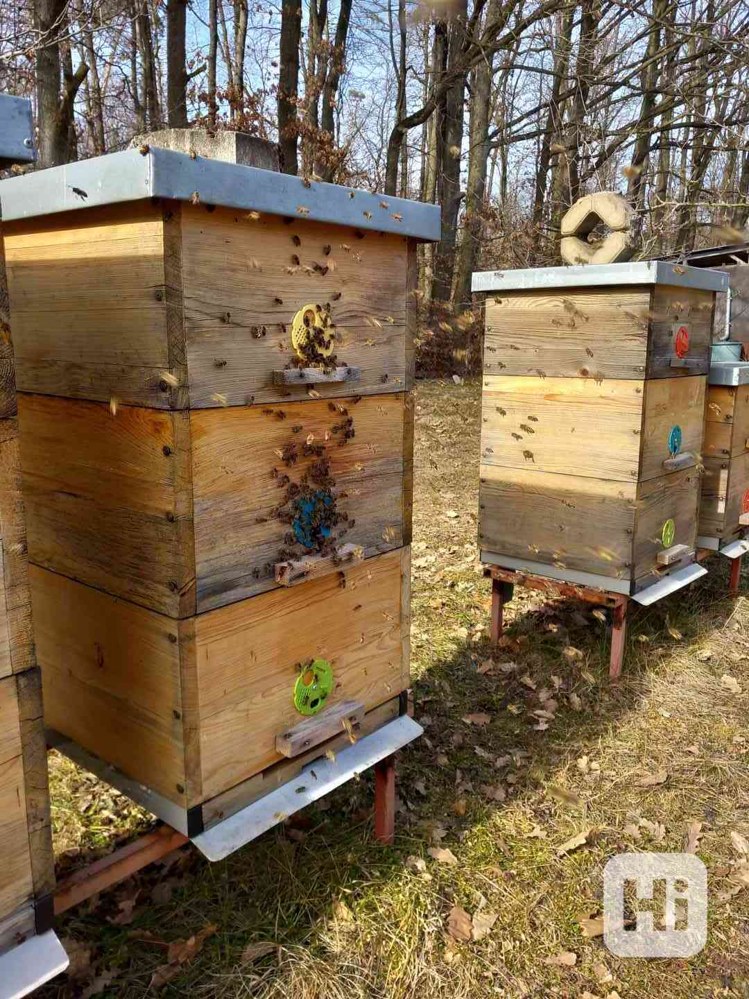 PRODEJ VYZIMOVANÝCH VČELSTEV - foto 1