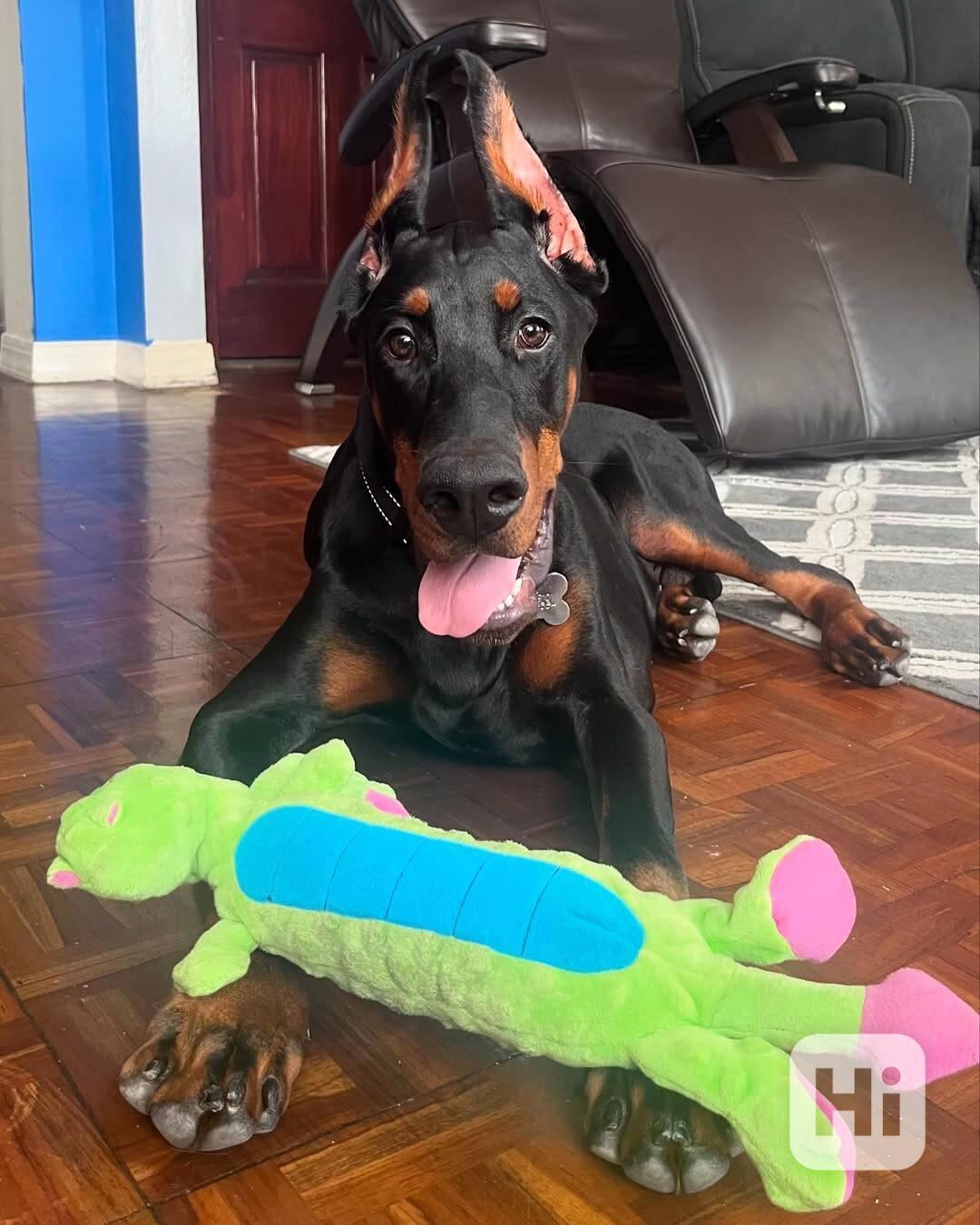 Adoptujte si ho, prosím - foto 1