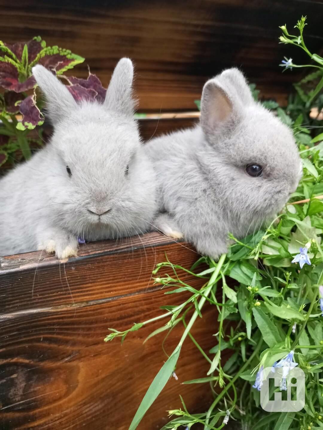 Zakrslý králík  - foto 1