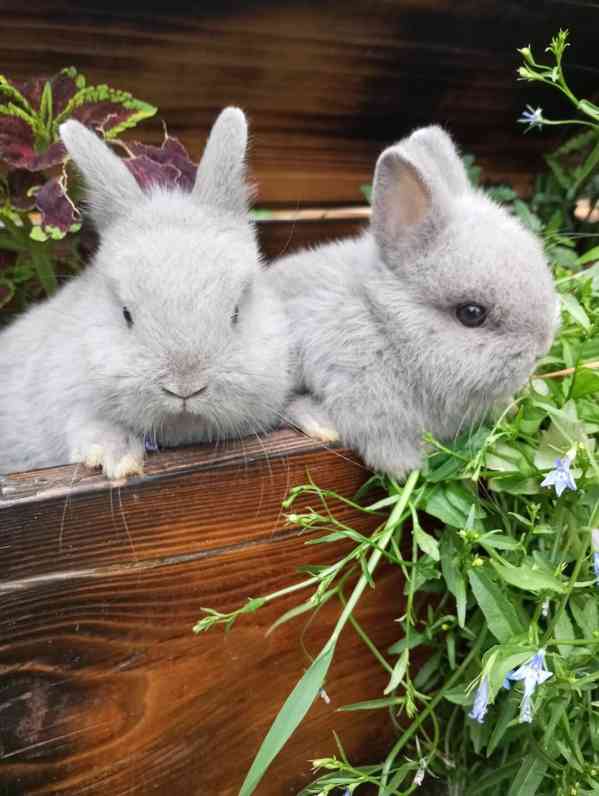 Zakrslý králík  - foto 1