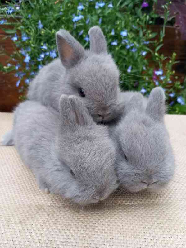 Zakrslý králík  - foto 2