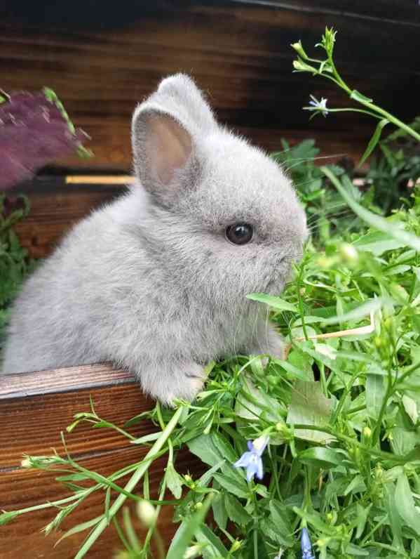 Zakrslý králík  - foto 3