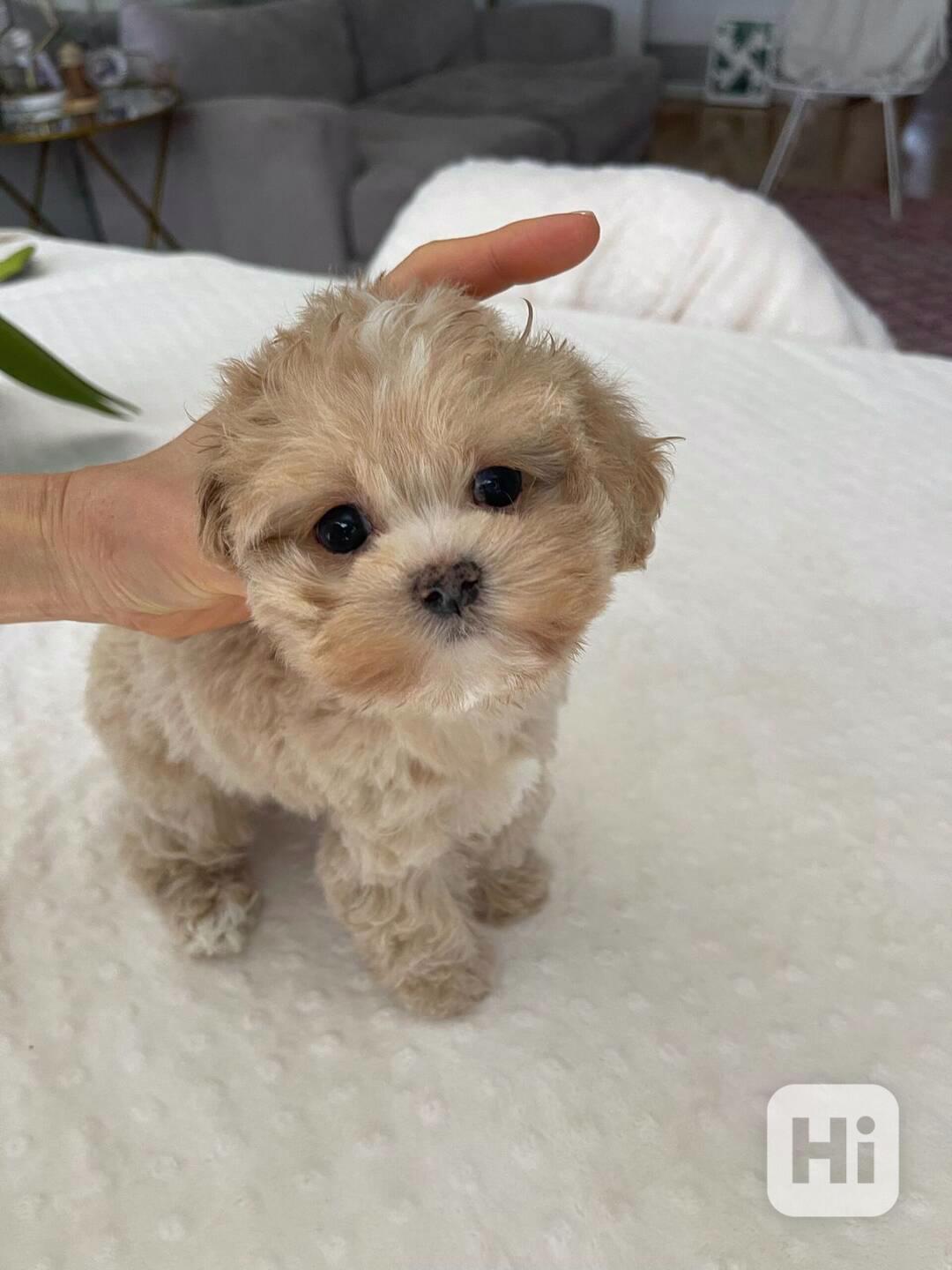 Dárek zdarma krásná štěňátka pudl k adopci zdarma   - foto 1