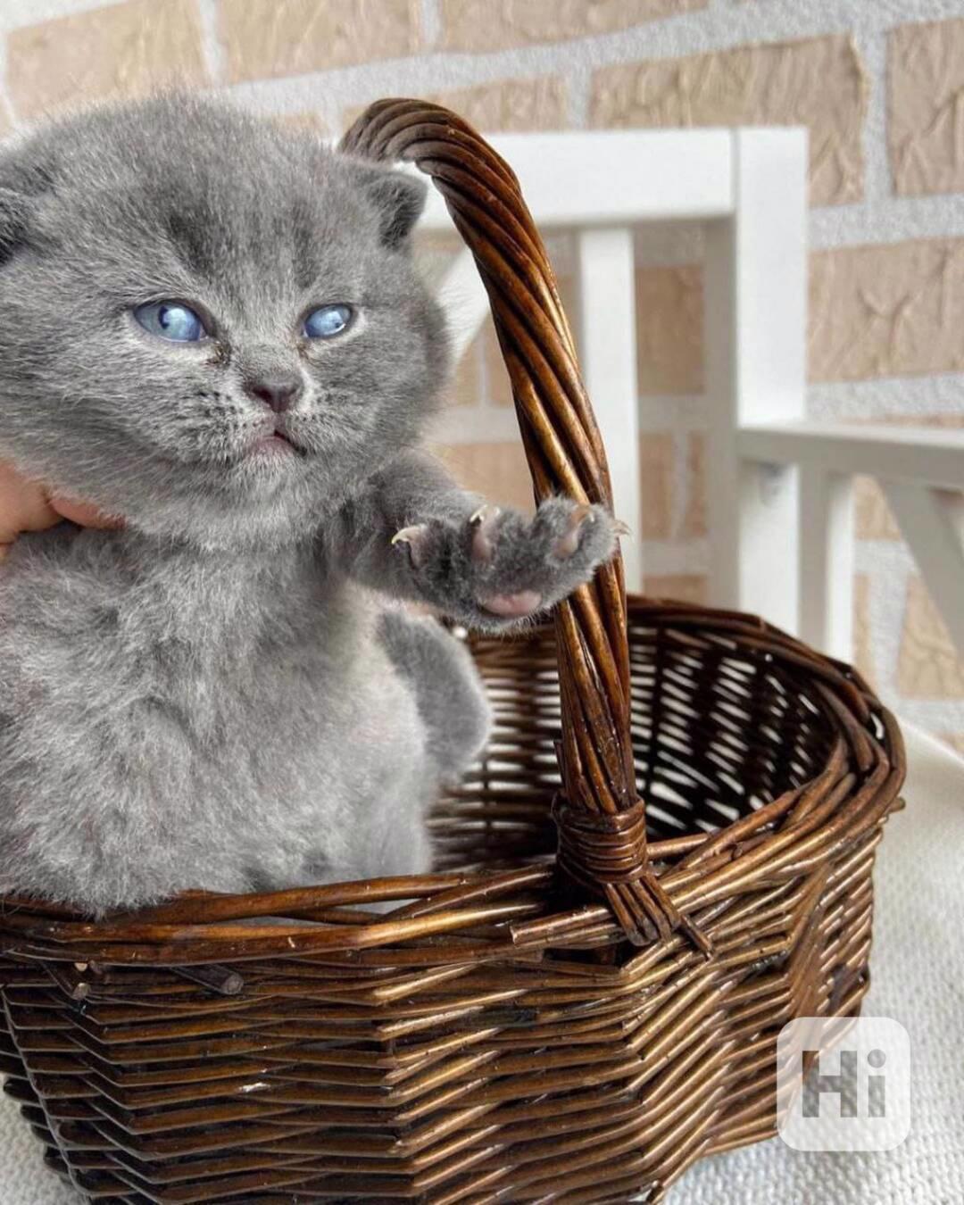 Skotská fold koťata - foto 1