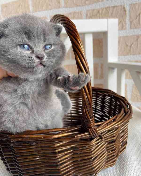 Skotská fold koťata - foto 1