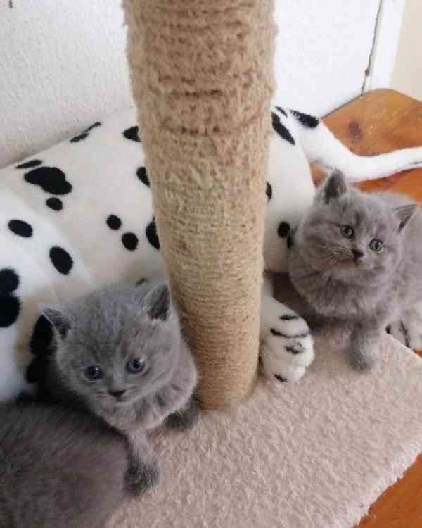 Skotská fold koťata - foto 2