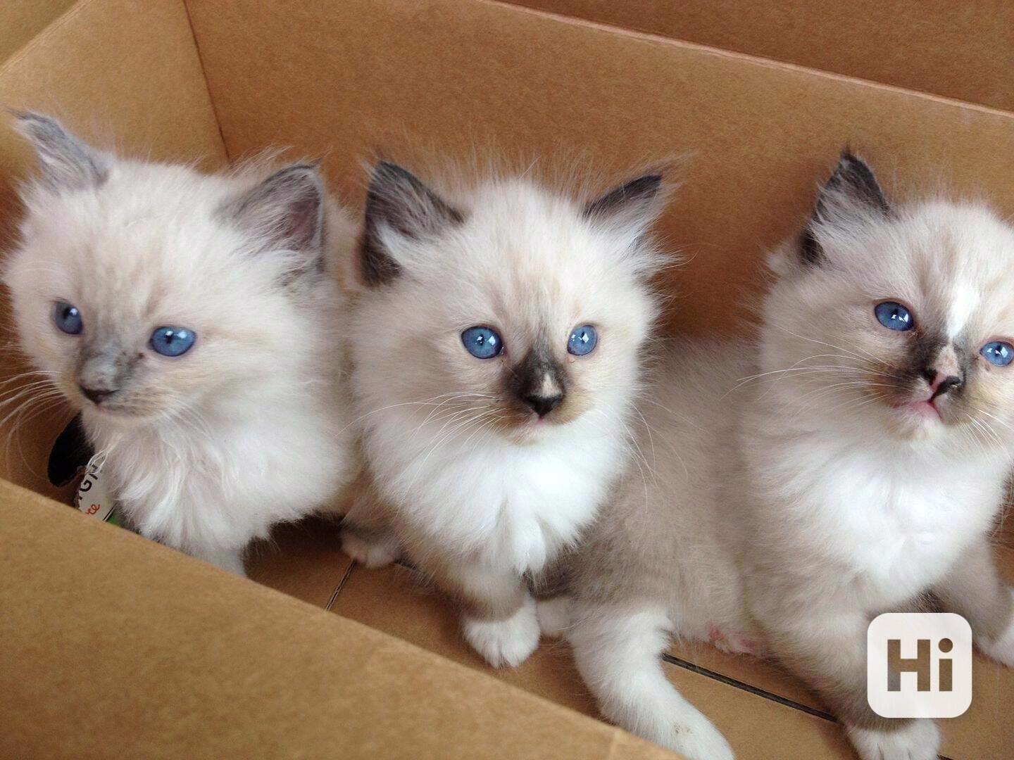 ragdoll koťata  k adopci - foto 1
