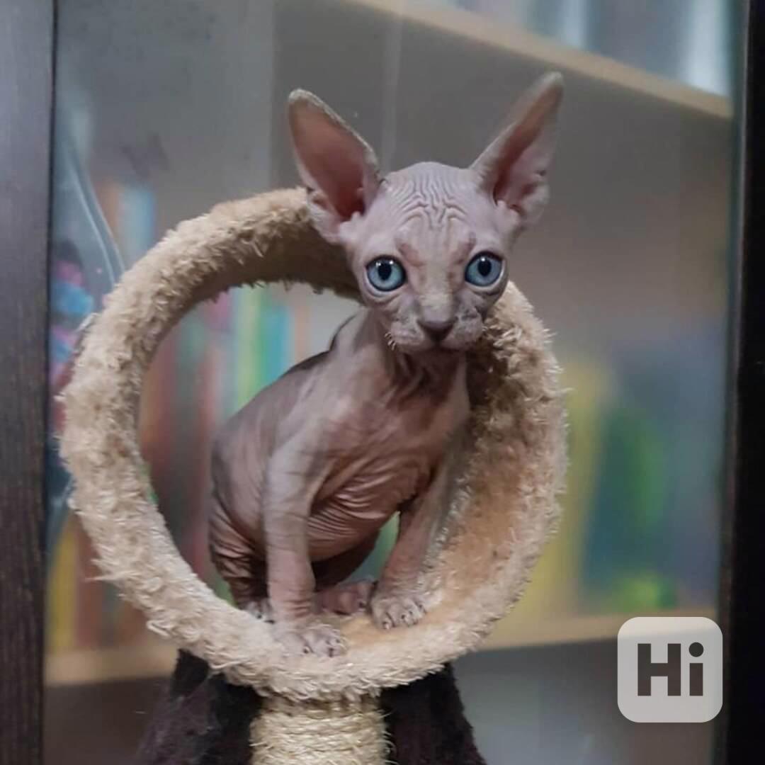 SPHYNX KITTEN - foto 1