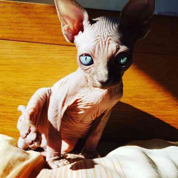 SPHYNX KITTEN - foto 3