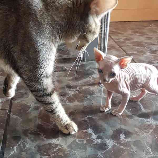 SPHYNX KITTEN - foto 2