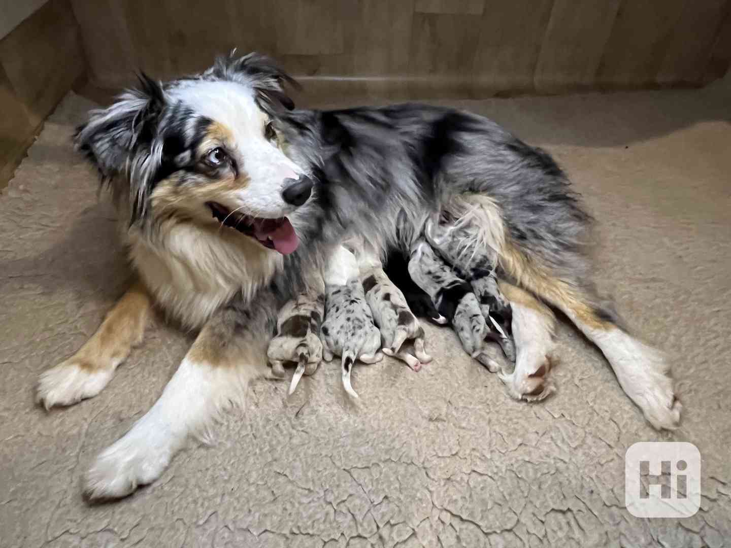 Australský ovčák s PP - foto 1