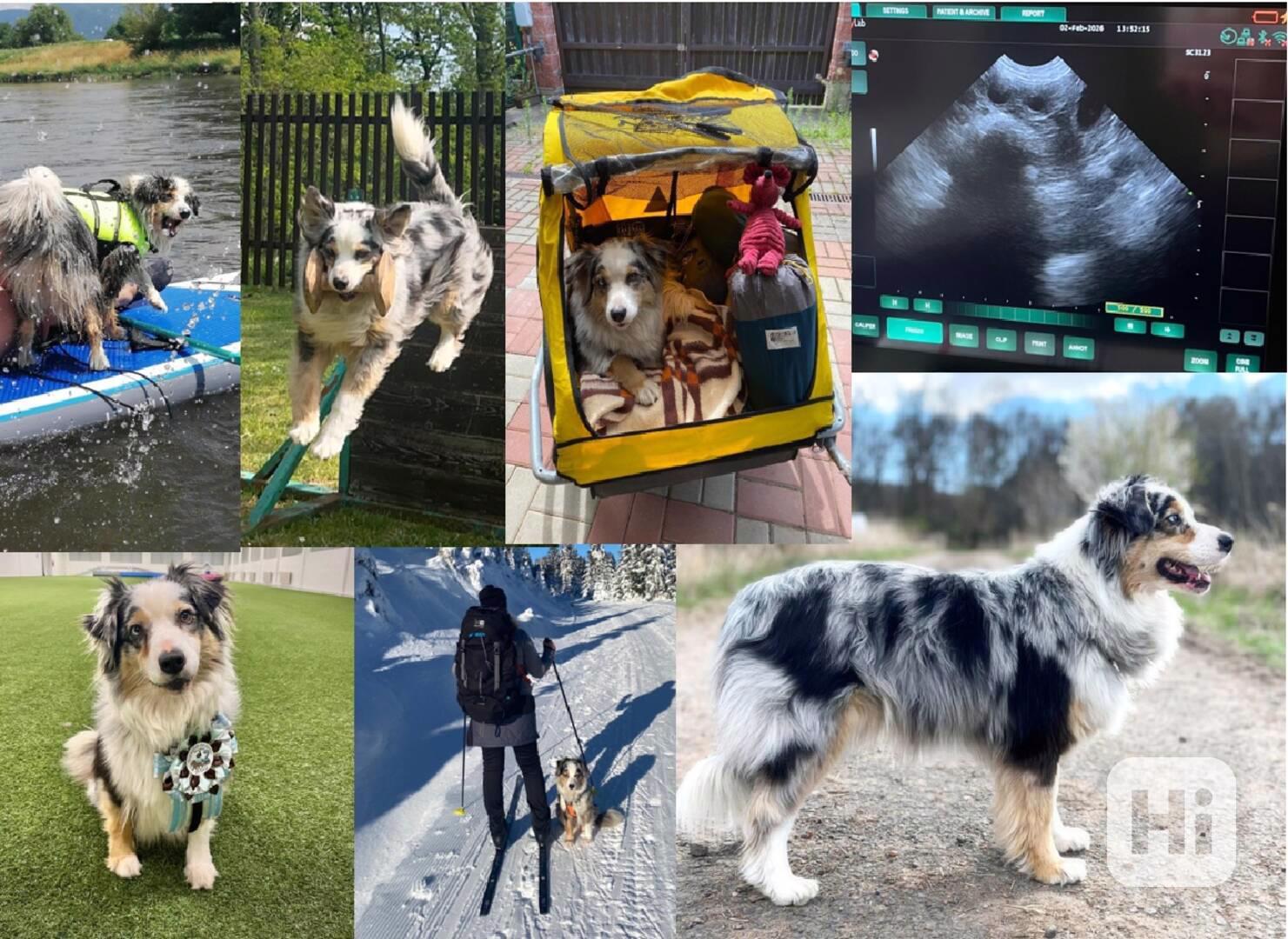 Australský ovčák s PP - foto 1