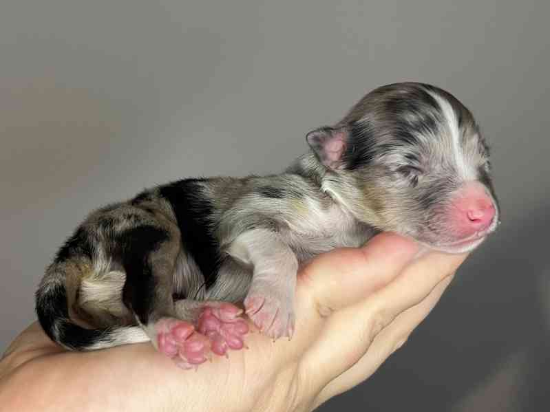 Australský ovčák s PP - foto 5