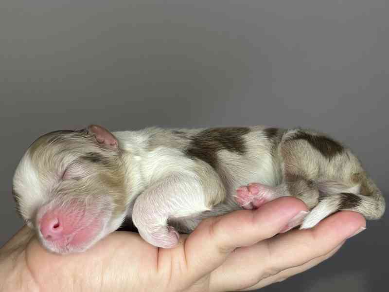 Australský ovčák s PP - foto 4