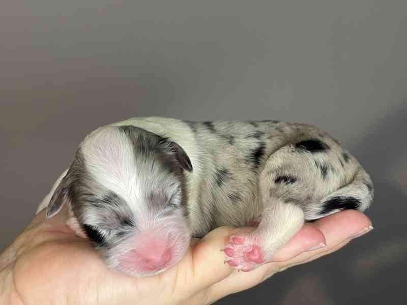 Australský ovčák s PP - foto 6