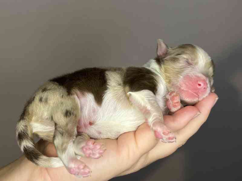 Australský ovčák s PP - foto 8