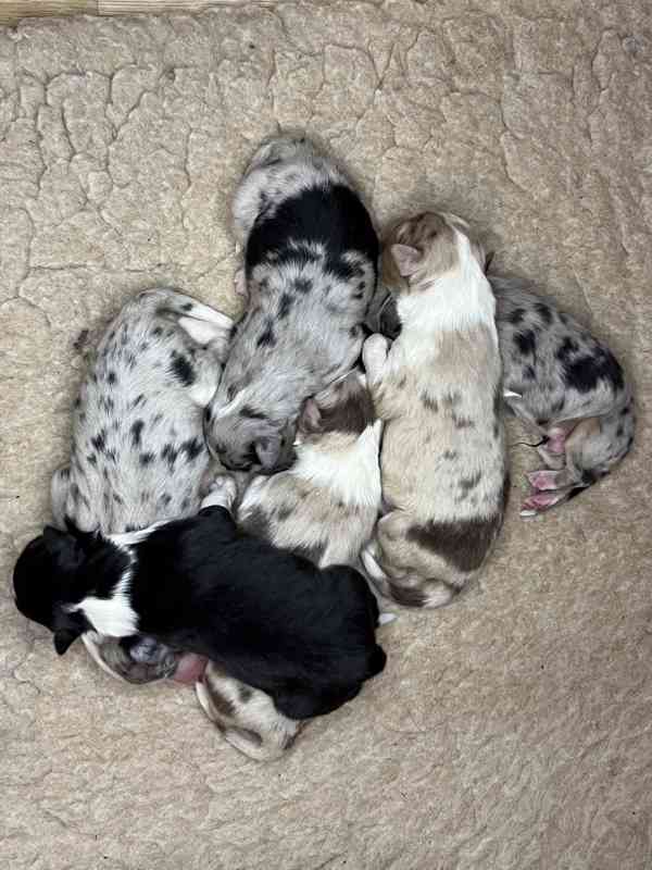 Australský ovčák s PP - foto 9