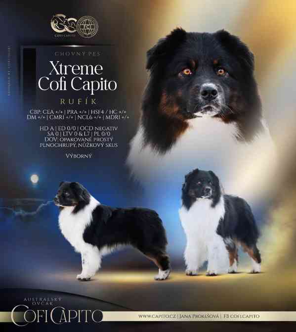 Australský ovčák s PP - foto 2