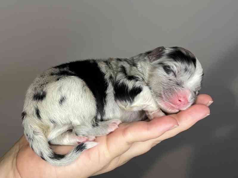 Australský ovčák s PP - foto 7