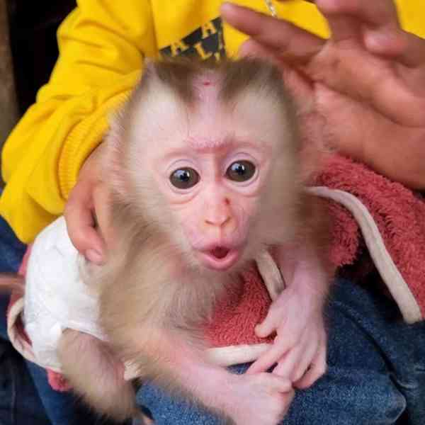 zdravé kapucínské opice k adopci - foto 1