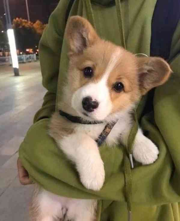  Dárek štěně welsh corgi k adopci zdarma  - foto 2