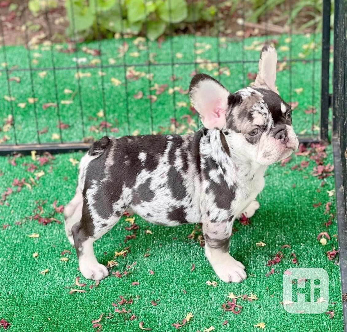 Štěňata francouzského buldočka s vysokým stupněm zdravotního - foto 1
