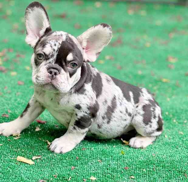 Štěňata francouzského buldočka s vysokým stupněm zdravotního - foto 2