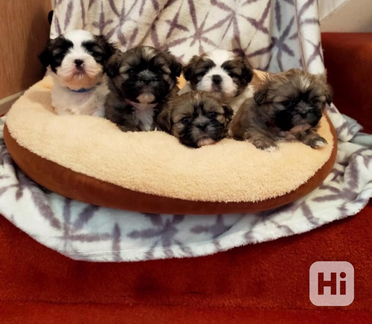 SHIH TZU Tricolor !!! / / - foto 1