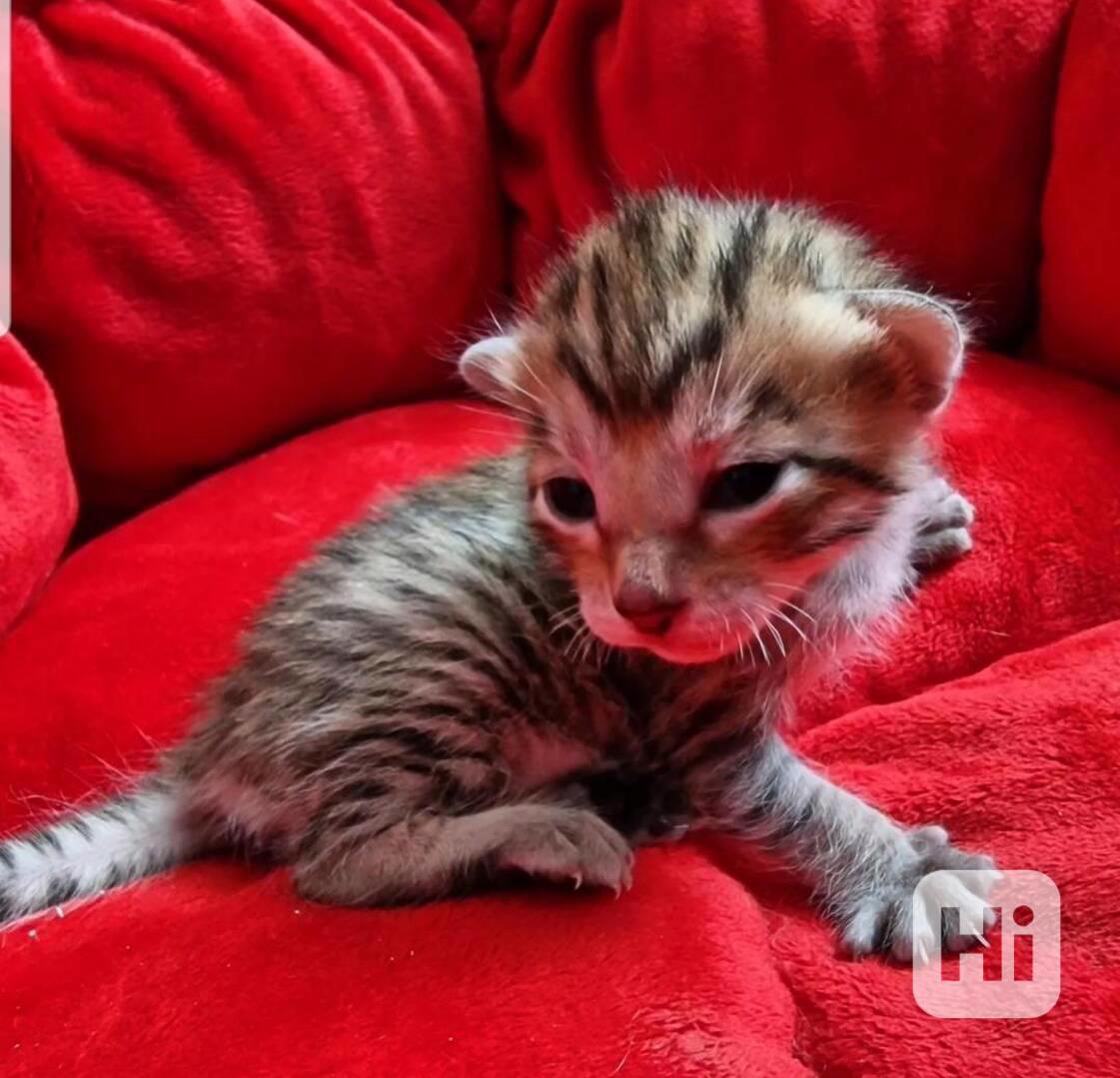 Rodokmen Toyger koťata k dispozici - foto 1