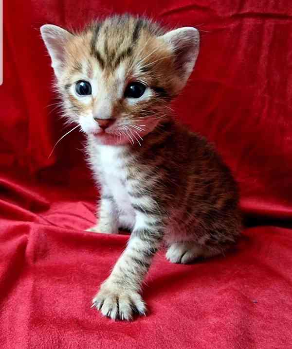 Rodokmen Toyger koťata k dispozici - foto 3