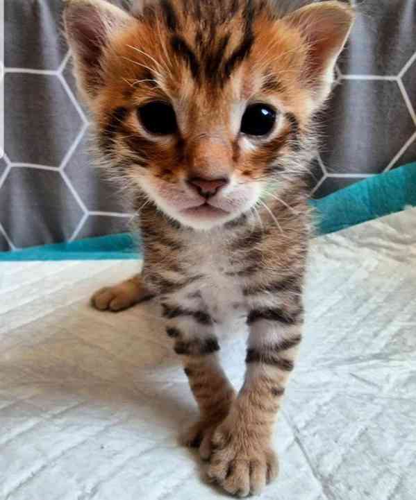 Rodokmen Toyger koťata k dispozici - foto 2