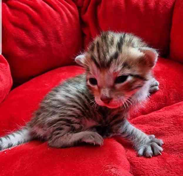 Rodokmen Toyger koťata k dispozici - foto 1