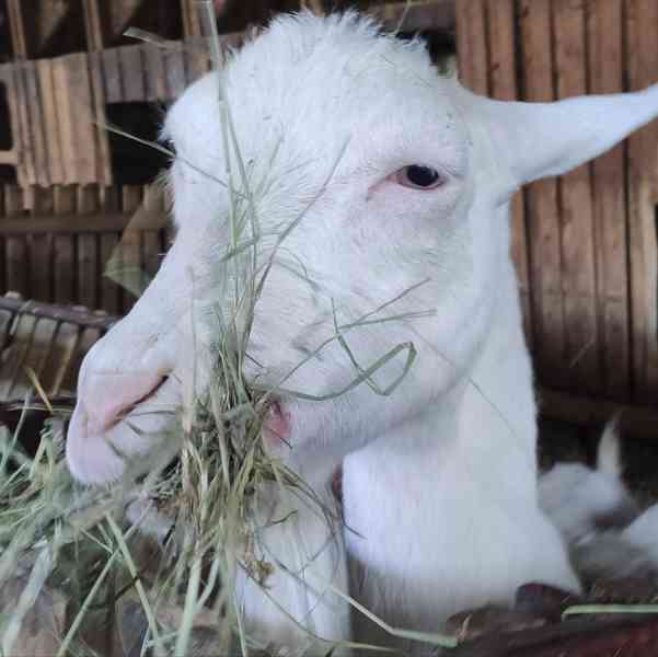 PRODÁM BIO CHOV PLEMENNÉ BÍLÉ KOZY KRÁTKOSRSTÉ -CELÉ KNOW-HO - foto 2