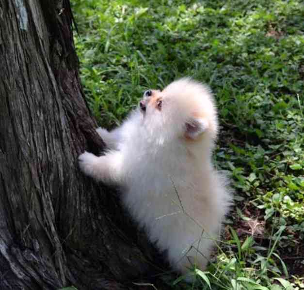 Pomeranian štěňata na prodej - foto 2