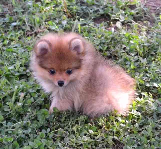 Pomeranian štěňata na prodej - foto 4