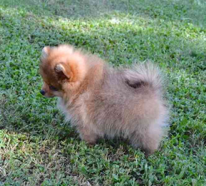 Pomeranian štěňata na prodej - foto 3