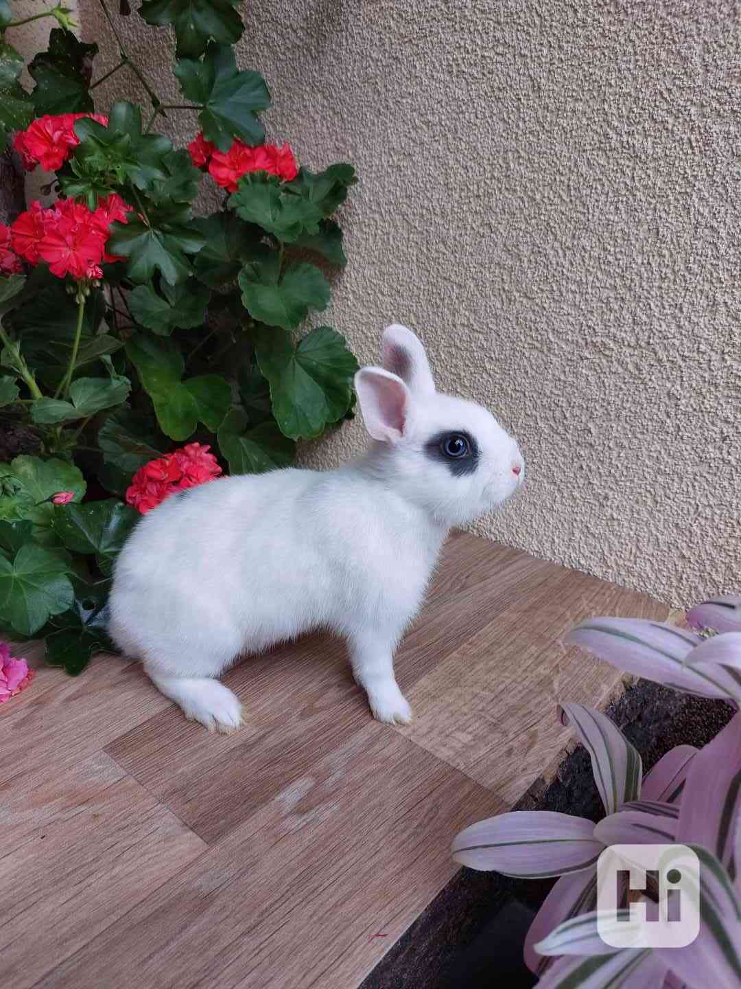Zakrslý králík - bílý modrooký sameček - foto 1