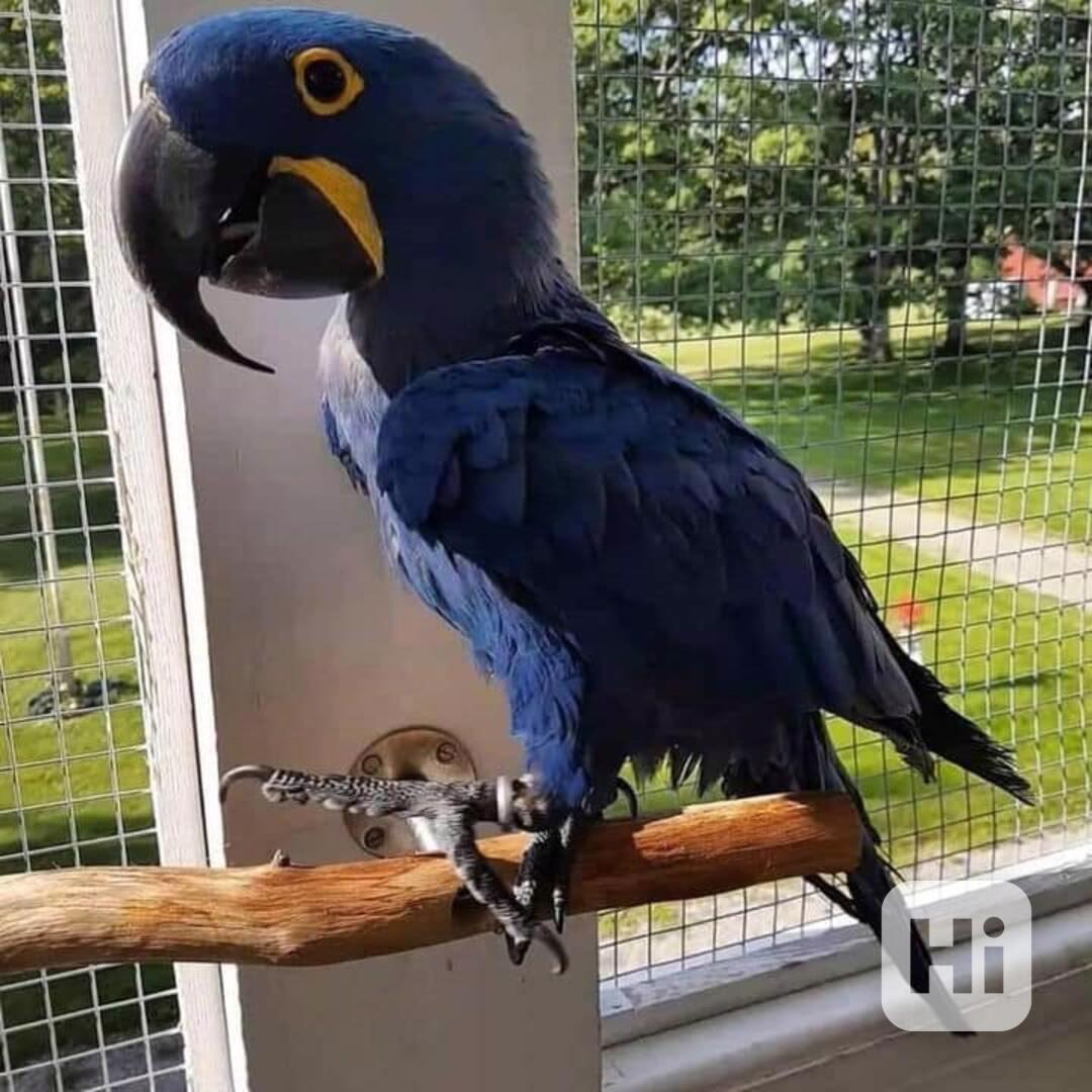 Krásné papoušky hyacintové - foto 1