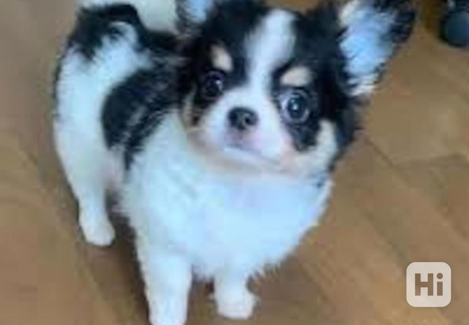 štěňátka maltézáka a fenky k adopci zdarma - foto 1