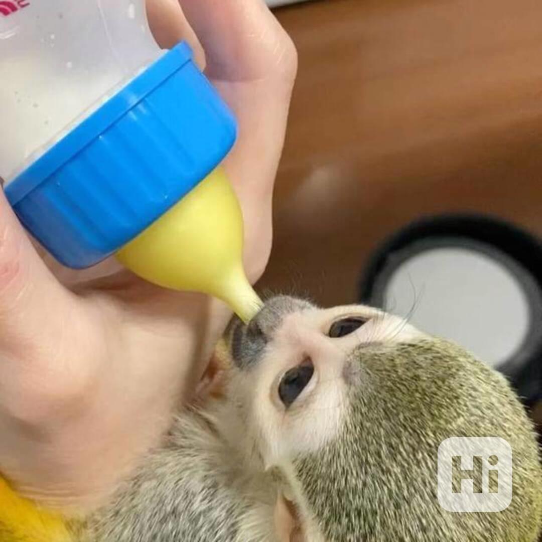 Mláďata opice kapucínské, veverčí, kosmančí, pavoučí a kinka - foto 1