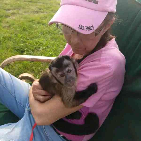 Mláďata opice kapucínské, veverčí, kosmančí, pavoučí a kinka - foto 3