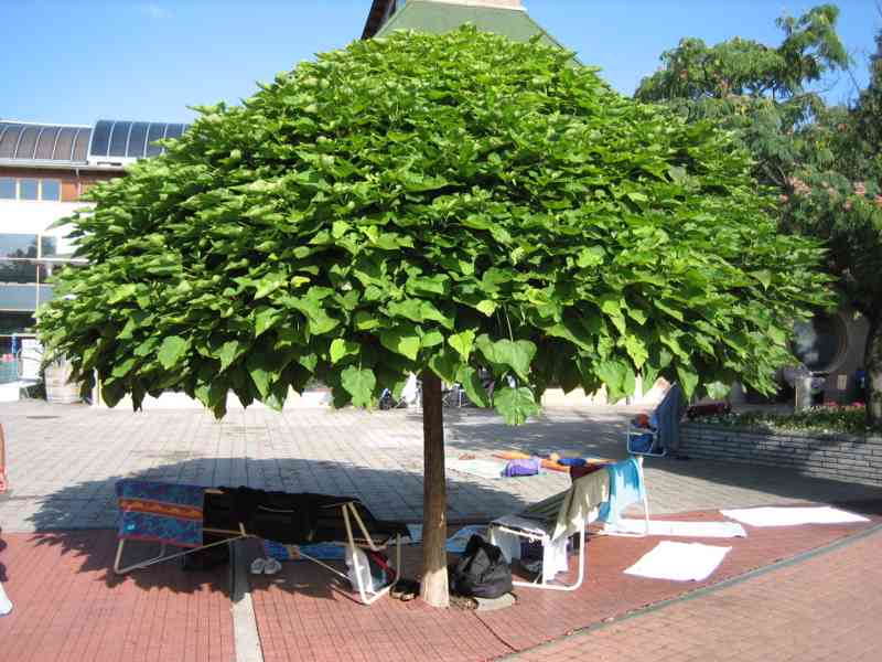 CATALPA NANA stromky 200-220 cm výška kmínků + 60 cm koruna - foto 4