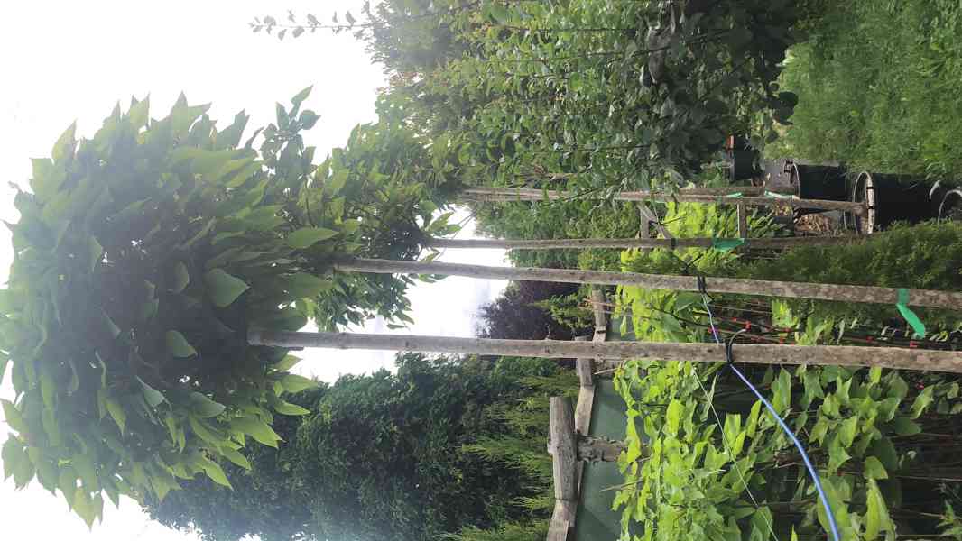 CATALPA NANA stromky 200-220 cm výška kmínků + 60 cm koruna - foto 6