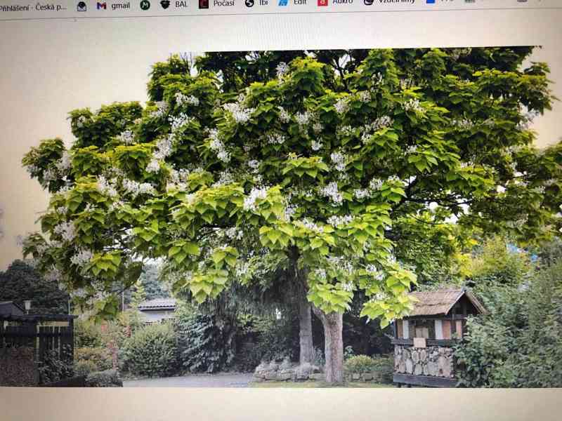 CATALPA NANA stromky 200-220 cm výška kmínků + 60 cm koruna - foto 12