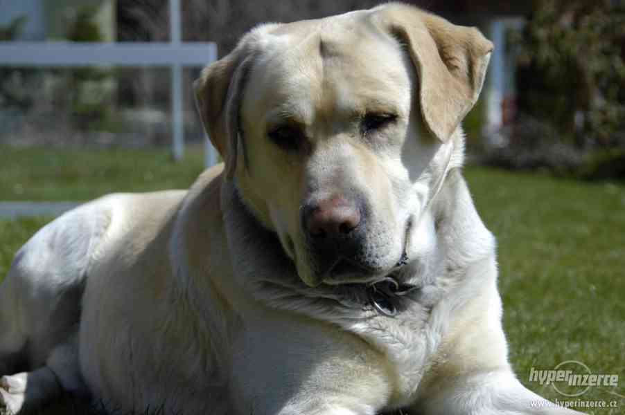Krytí Labradorským retrívrem - foto 1